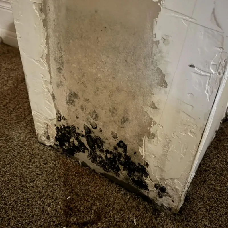 Professional Mold Removal in Franklin County, AL